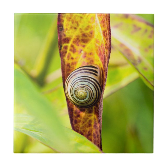 Azulejo De Cerâmica calma (Frente)