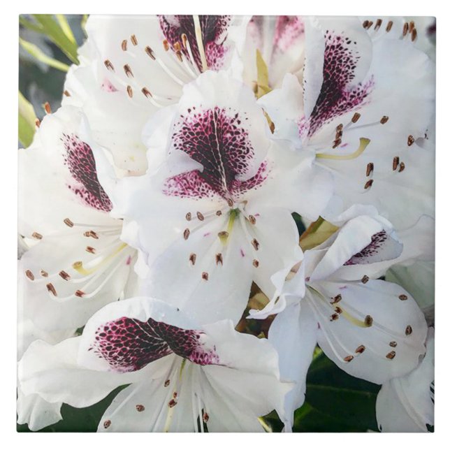 Azulejo De Cerâmica Calsap Rhododendrons (Frente)