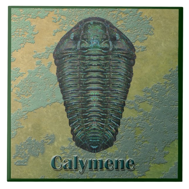 Azulejo De Cerâmica Calymene Niagarensis Fóssil Trilobite (Frente)