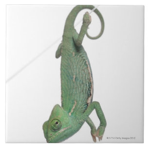 Azulejo De Cerâmica Camaleão encoberto novo, calyptratus do Chamaeleo