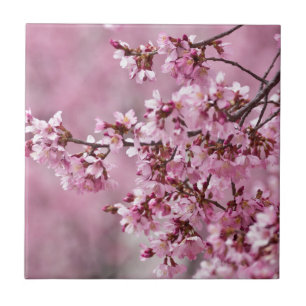 Azulejo De Cerâmica Camélias Sakura Camadas Rosa Pastel