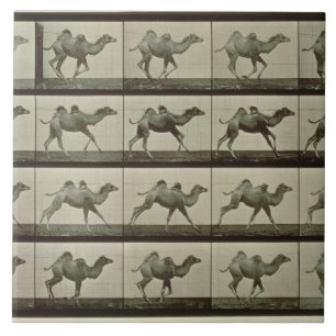 Azulejo De Cerâmica Camelo, placa "da locomoção animal", 1887 (b/W.P