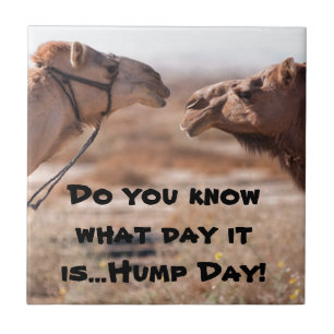 Azulejo De Cerâmica Camelos Hump Day