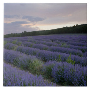 Azulejo De Cerâmica Campo da lavanda no por do sol