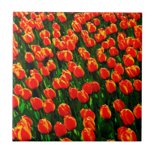 Azulejo De Cerâmica Campo das Tulipas Laranja Brilhantes - Arte Aquare