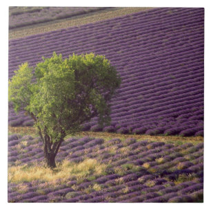 Azulejo De Cerâmica Campo de lavanda na Alta Provença, França
