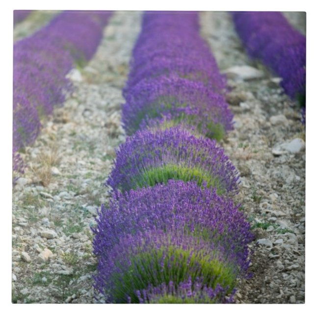 Azulejo De Cerâmica Campo de lavanda, Provença, França (Frente)