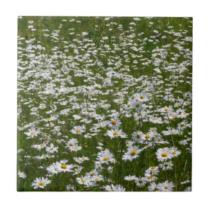 Azulejo De Cerâmica Campo de Margaridas Flores Silvestres do Alasca