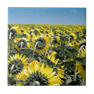 Azulejo De Cerâmica Campo de Sunflower