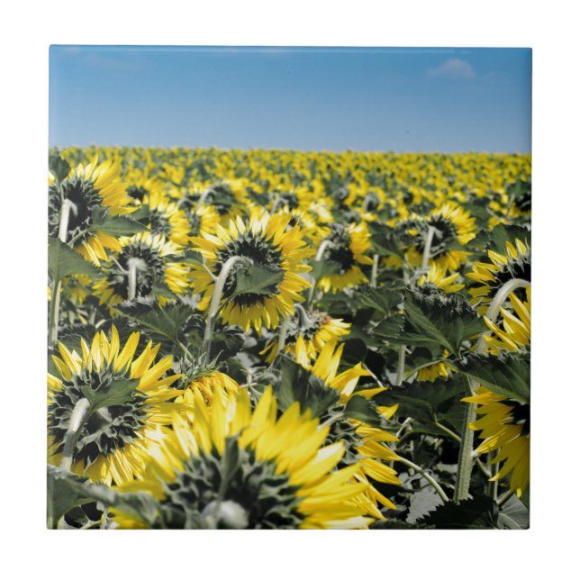Azulejo De Cerâmica Campo de Sunflower (Frente)