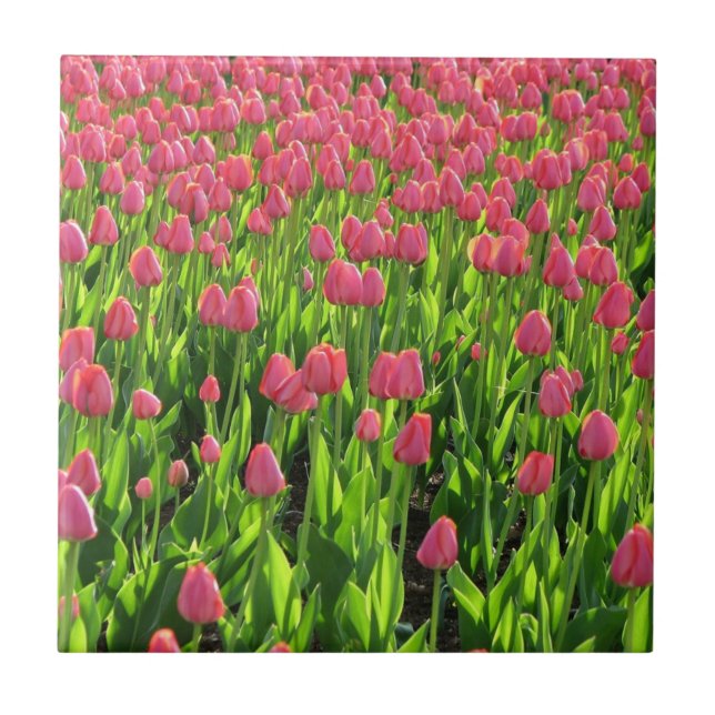 Azulejo De Cerâmica Campo de Tulipas Rosa (Frente)