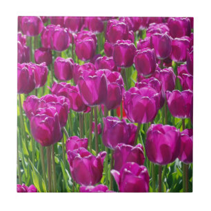 Azulejo De Cerâmica Campo de Tulipas Roxas