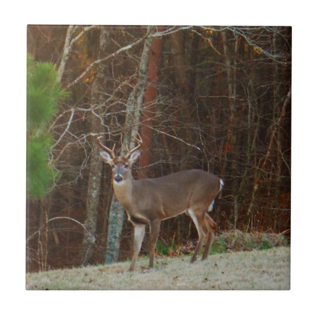 Azulejo De Cerâmica Camuflagem Stag / Buck Deer Oak (Frente)
