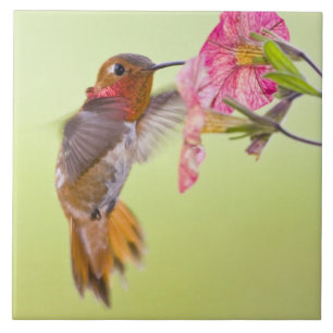 Azulejo De Cerâmica Canadá, Colômbia Britânica, Rufous Hummingbird