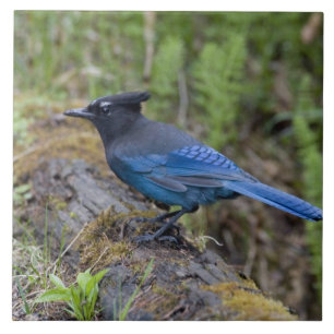 Azulejo De Cerâmica Canadá: Colúmbia Britânica, Yoho NP, Charneca-azul