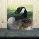 Azulejo De Cerâmica Canadá Foto de Wildlife<br><div class="desc">A natureza temeu o azulejo cerâmico apresentando a foto da vida selvagem de um lindo ganso canadense. Selecione o tamanho do seu azulejo. Faz uma trivet de cozinha excelente!</div>
