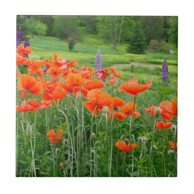 Azulejo De Cerâmica Canadá, New Brunswick. Paisagem (Frente)