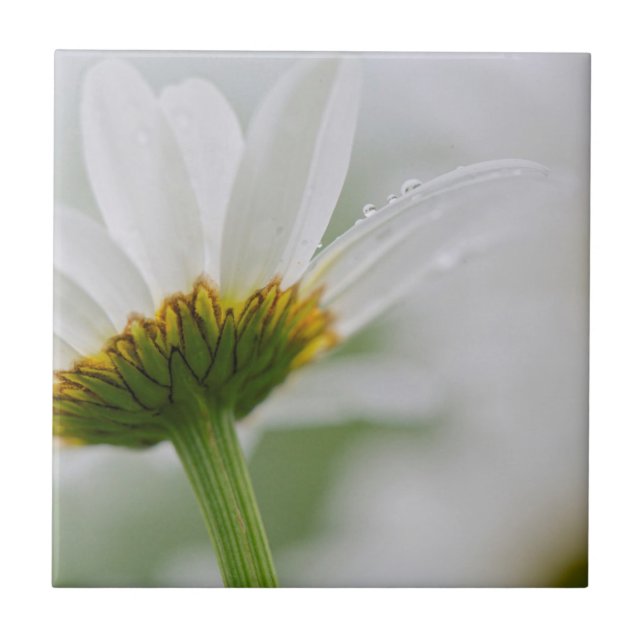 Azulejo De Cerâmica Canadá, Nova Brunswick, (Frente)