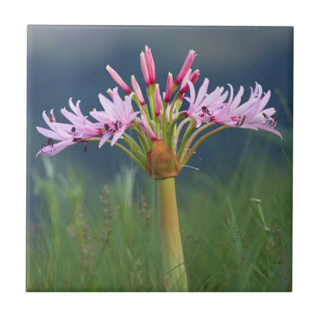Azulejo De Cerâmica Candelabra Flower (Brunsvigia Radulosa), Umgeni (Frente)