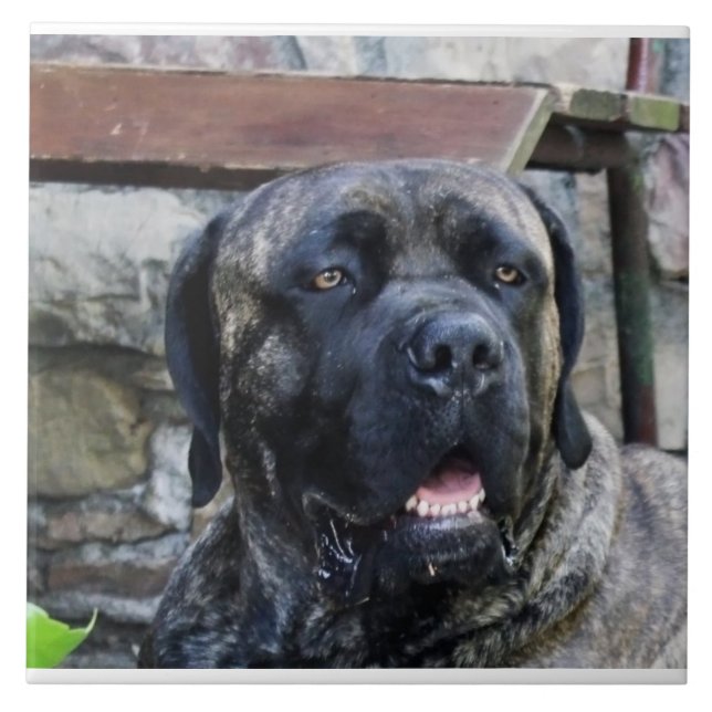 Azulejo De Cerâmica cane corso cinza brindle (Frente)