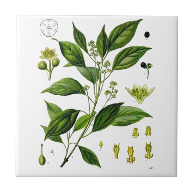 Azulejo De Cerâmica Cânfora (Frente)