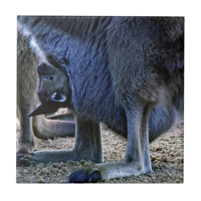 Azulejo De Cerâmica Canguru bebê na bolsa da mãe - Austrália (Frente)