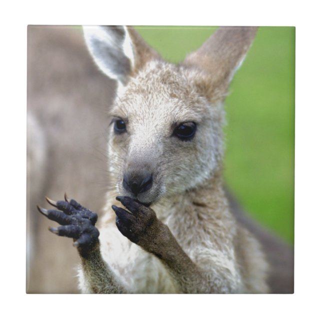 Azulejo De Cerâmica Canguru de joey bonito (Frente)