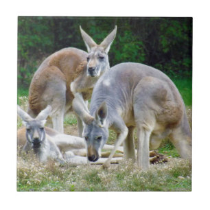 Azulejo De Cerâmica Cangurus australianos que relaxam no Sun