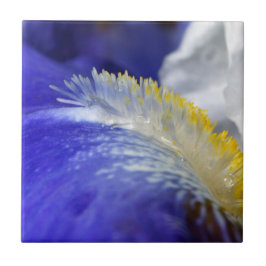 Azulejo De Cerâmica Cantando os Blues!