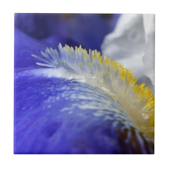 Azulejo De Cerâmica Cantando os Blues! (Frente)