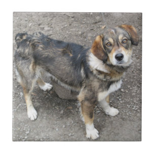 Azulejo De Cerâmica Cão