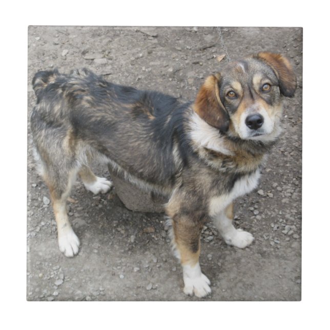 Azulejo De Cerâmica Cão (Frente)