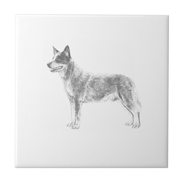 Azulejo De Cerâmica Cão australiano do gado (Frente)
