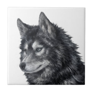 Azulejo De Cerâmica Cão Balto