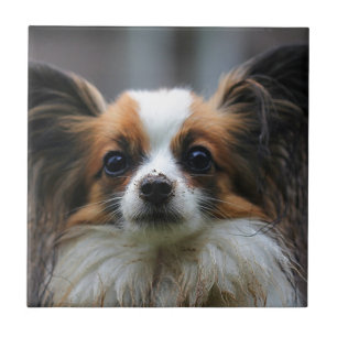 Azulejo De Cerâmica Cão bonito do papillon