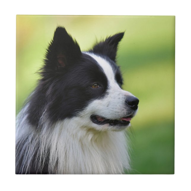 Azulejo De Cerâmica Cão Border Collie Preto e Branco (Frente)