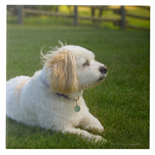 Azulejo De Cerâmica Cão branco (Frente)