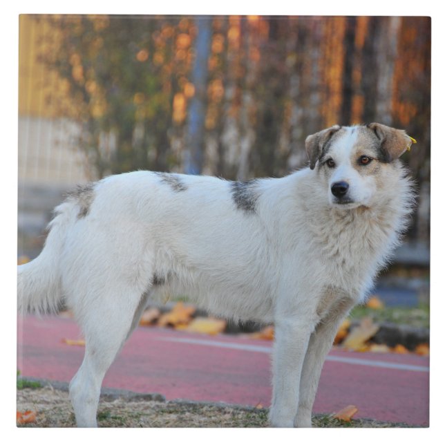 Azulejo De Cerâmica Cão branco (Frente)