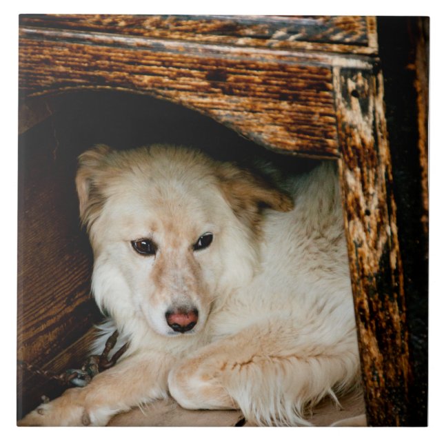 Azulejo De Cerâmica Cão branco (Frente)