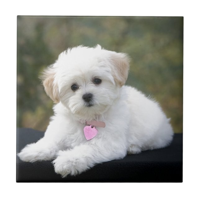 Azulejo De Cerâmica Cão branco macio (Frente)