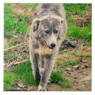 Azulejo De Cerâmica Cão cinzento