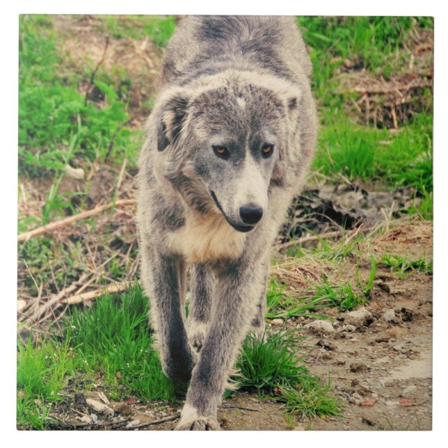 Azulejo De Cerâmica Cão cinzento (Frente)