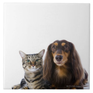 Azulejo De Cerâmica Cão (Dachshund) e gato (gato japonês) no branco