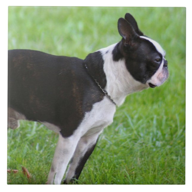 Azulejo De Cerâmica Cão de Boston Terrier (Frente)