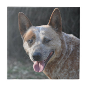 Azulejo De Cerâmica Cão de Bovinos Australiano