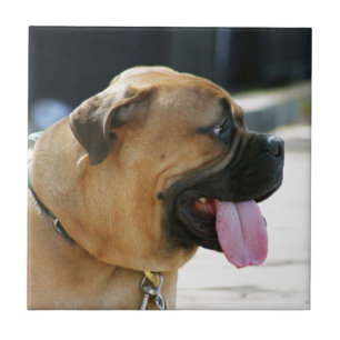 Azulejo De Cerâmica Cão de Bullmastiff