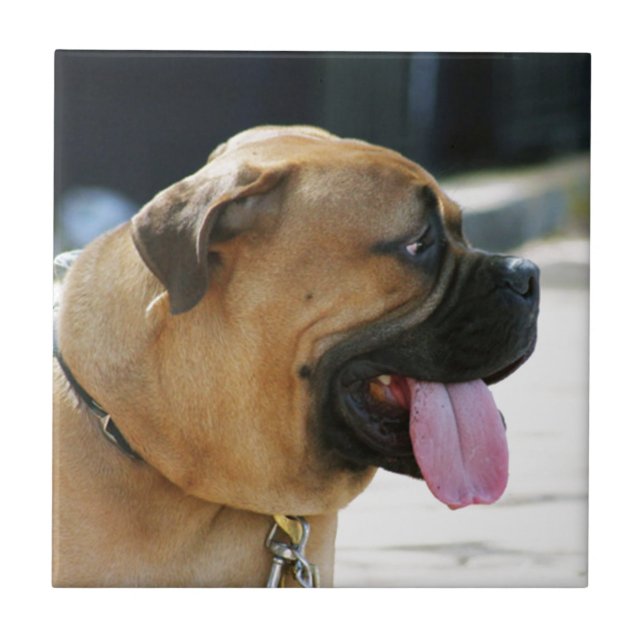 Azulejo De Cerâmica Cão de Bullmastiff (Frente)