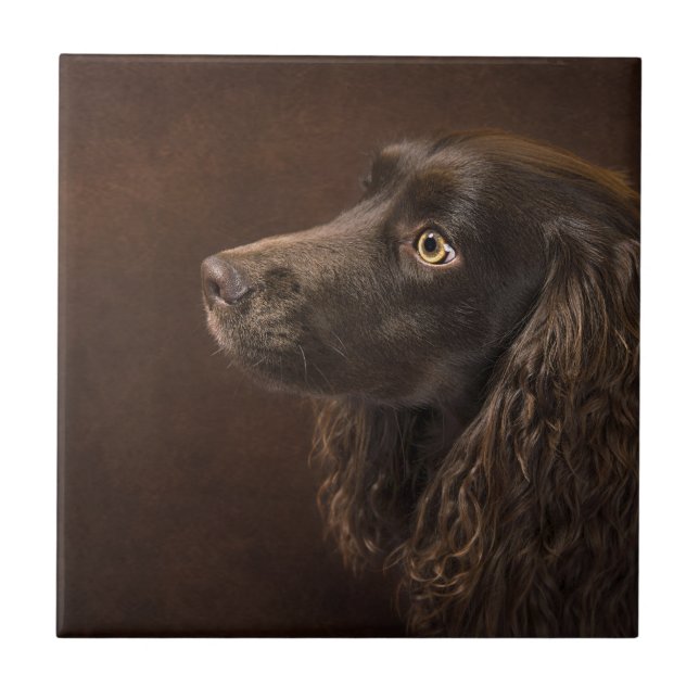 Azulejo De Cerâmica Cão De Cabelo Castanho (Frente)