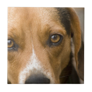 Azulejo De Cerâmica Cão de caça leal do cão do lebreiro