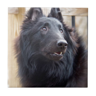 Azulejo De Cerâmica Cão de carneiros belga